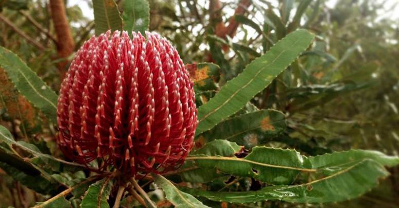 red banksia flower